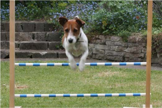 Dog-leaping-hurdle.png
